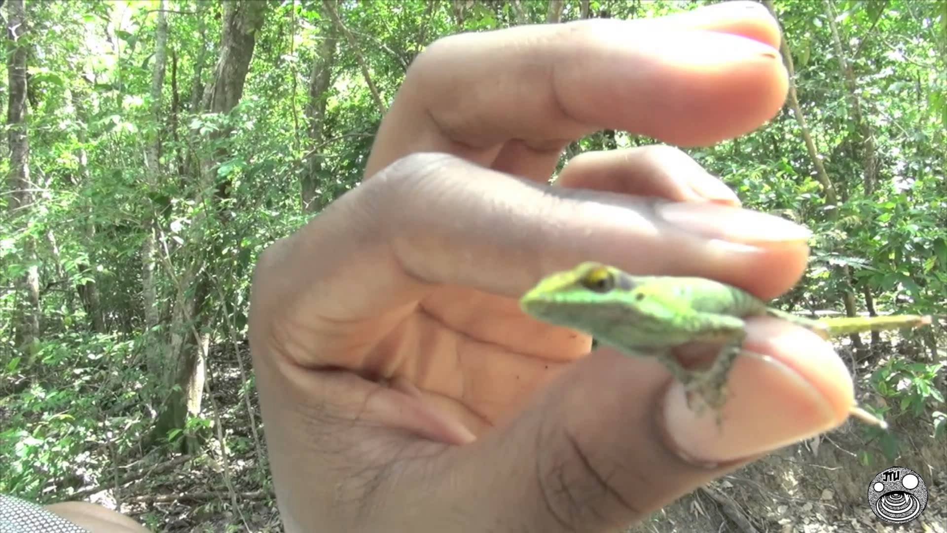 [Gross] JTU Eats Live Anole Lizard + Hissing Cockroach + Swallowtail Butterfly