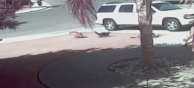 Cat Saves Boy During Vicious Dog Attack