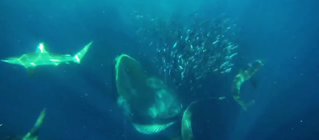 Diver Nearly Swallowed By A Whale