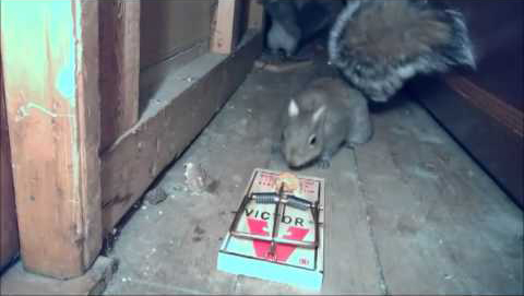 Terrible: A Squirrel And A Mousetrap