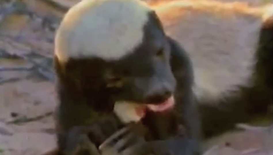 “Honey Badger Don’t Care! Honey Badger Don’t Give A S@*#!”